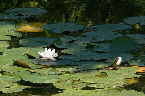 water lily pond in oxford